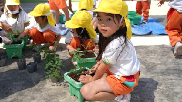 苗植えをしました。（年中、年長組）