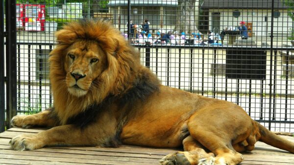 春の遠足（桐生が岡動物園）